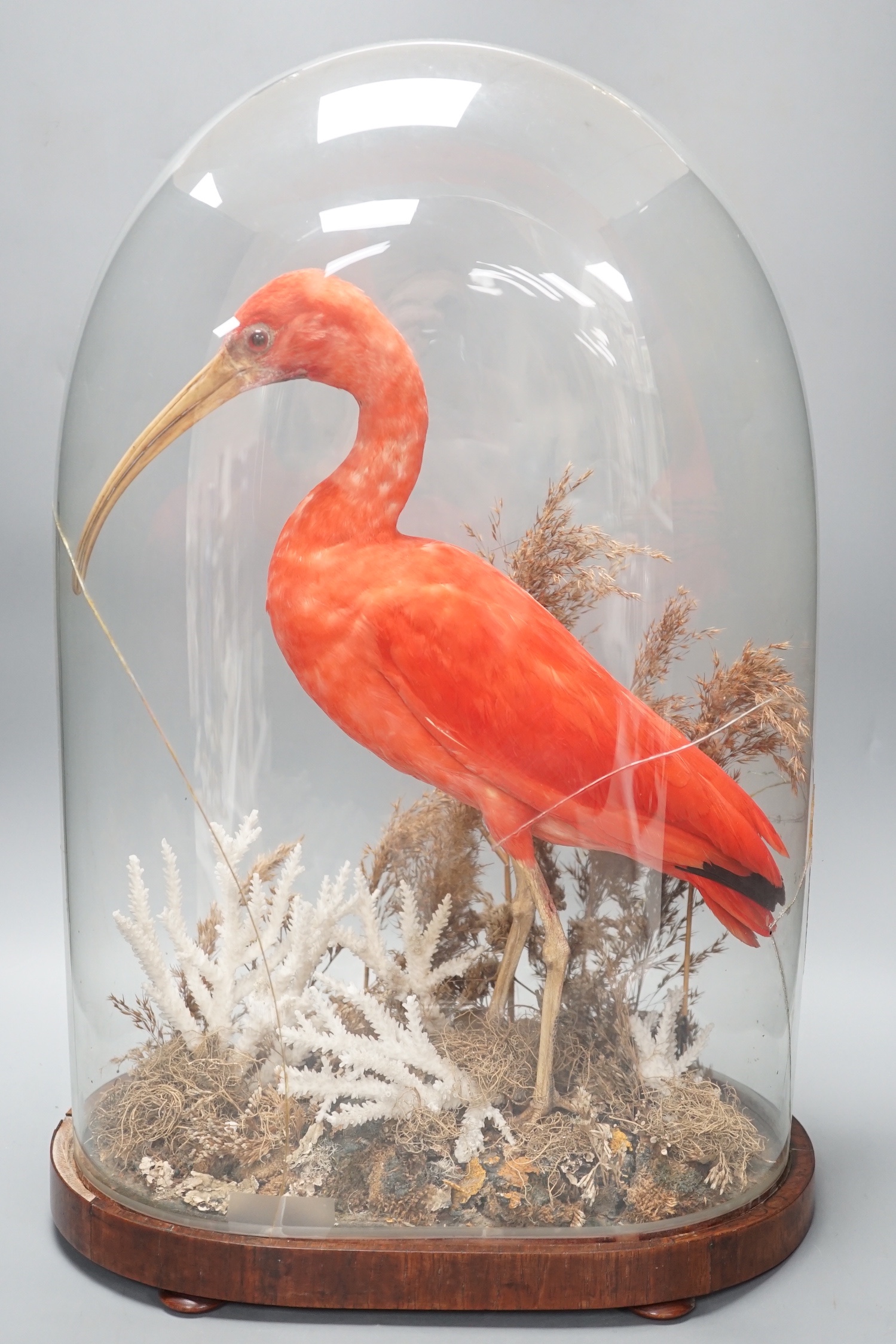 A 19th century taxidermic scarlet ibis, cracked glass dome 53cm